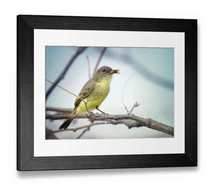 Framed Print : Cute Close Up of Eastern Phoebe with Insect in Beak in Pennsylvania Framed Print : Cute Close Up of Eastern Phoebe with Insect in Beak in Pennsylvania