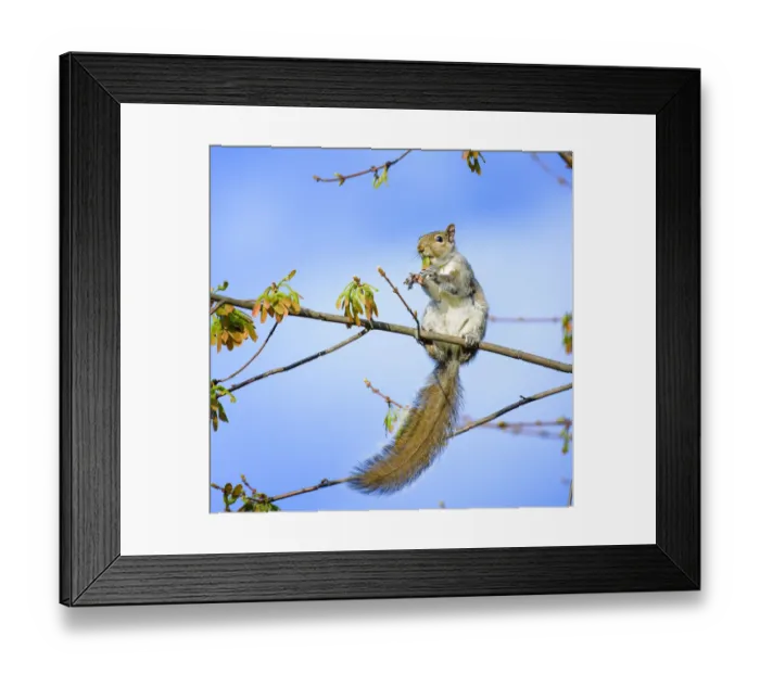 Framed Print : Funny Squirrel Eating Leaves Against Blue Sky in Pennsylvania Framed Print : Funny Squirrel Eating Leaves Against Blue Sky in Pennsylvania