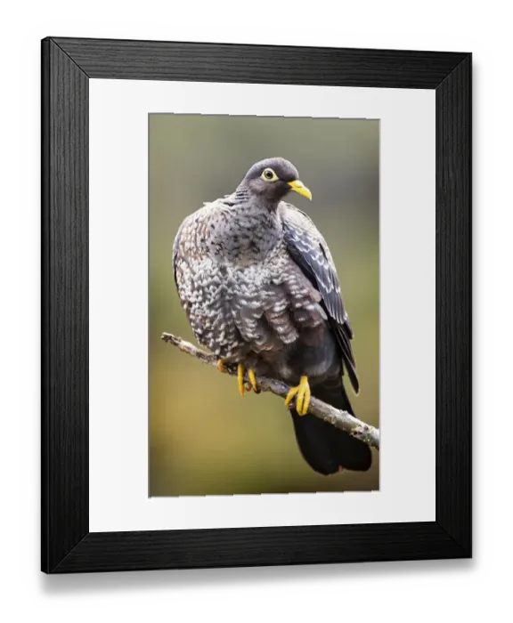 Framed Print : Full Frame Olive Pigeon Beauty at Kirstenbosch Gardens, Cape Town, South Africa Framed Print : Full Frame Olive Pigeon Beauty at Kirstenbosch Gardens, Cape Town, South Africa