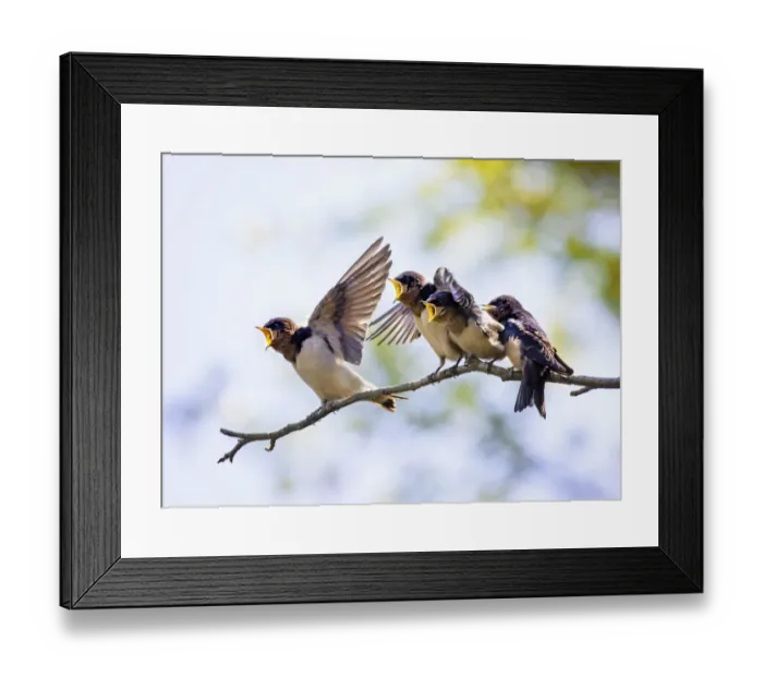 Framed Print : Four Barn Swallow Chicks Waiting to Be Fed