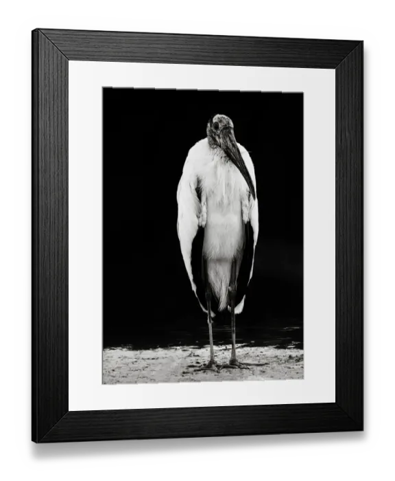 Framed Print : Portrait of an Interesting Wood Stork Framed Print : Portrait of an Interesting Wood Stork