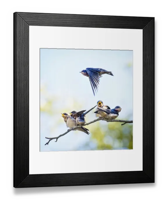 Framed Print : Barn Swallow Flies Over Chicks Framed Print : Barn Swallow Flies Over Chicks