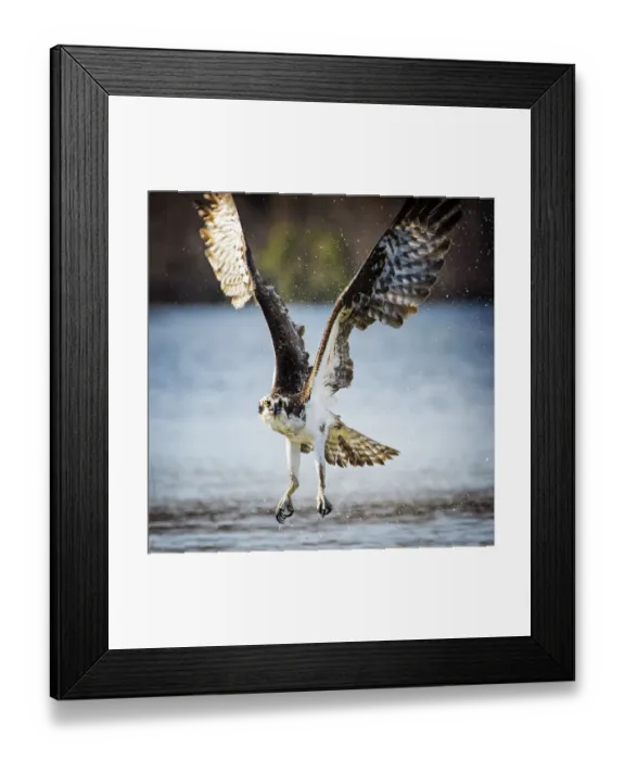 Framed Print : Osprey with Wings Up and Empty Talons at Belmont Lake State Park Framed Print : Osprey with Wings Up and Empty Talons at Belmont Lake State Park