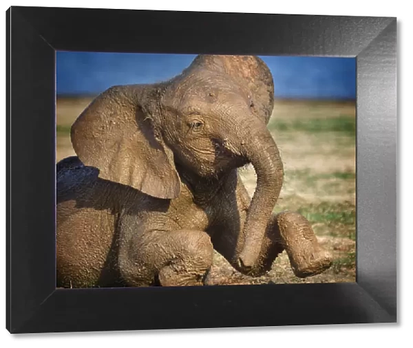 Adorable Young Elephant Covered in Mud at Lake Kariba, Zimbabwe