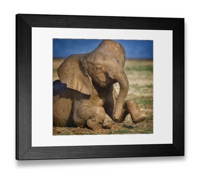 Framed Print : Adorable Young Elephant Covered in Mud at Lake Kariba, Zimbabwe Framed Print : Adorable Young Elephant Covered in Mud at Lake Kariba, Zimbabwe