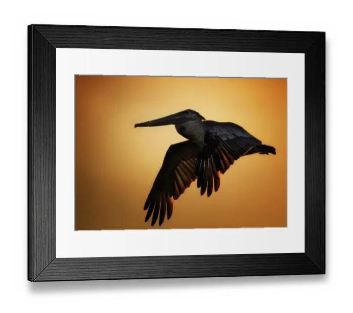 Framed Print : Brown Pelican in Flight Against Sunset at Fort Myers Beach Framed Print : Brown Pelican in Flight Against Sunset at Fort Myers Beach