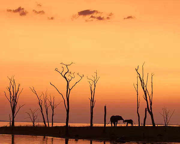 Elephant Silhouettes Against the Dead Trees of Lake Kariba at Sunset
