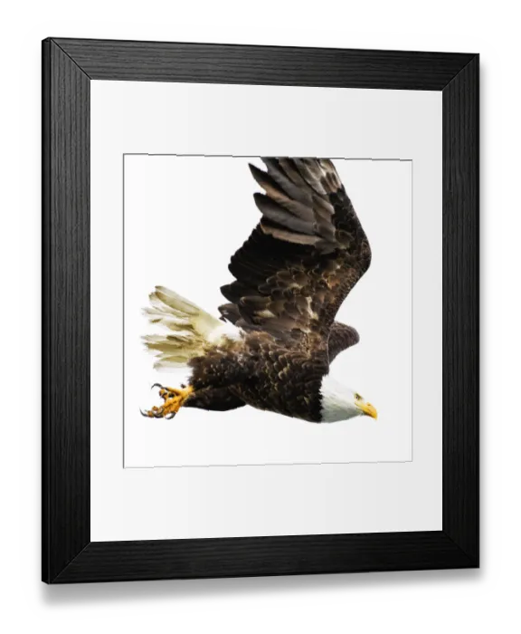 Framed Print : Majestic Bald Eagle in Flight at Jasper Park Lodge on Lake Beauvert, Canada Framed Print : Majestic Bald Eagle in Flight at Jasper Park Lodge on Lake Beauvert, Canada