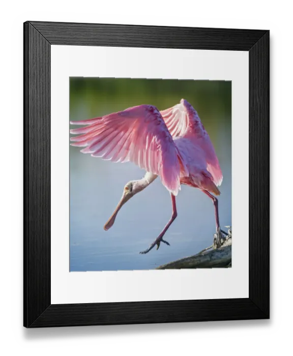 Framed Print : Roseate Spoonbill Wings Spread Stepping at Fort Myers Beach, Florida Framed Print : Roseate Spoonbill Wings Spread Stepping at Fort Myers Beach, Florida