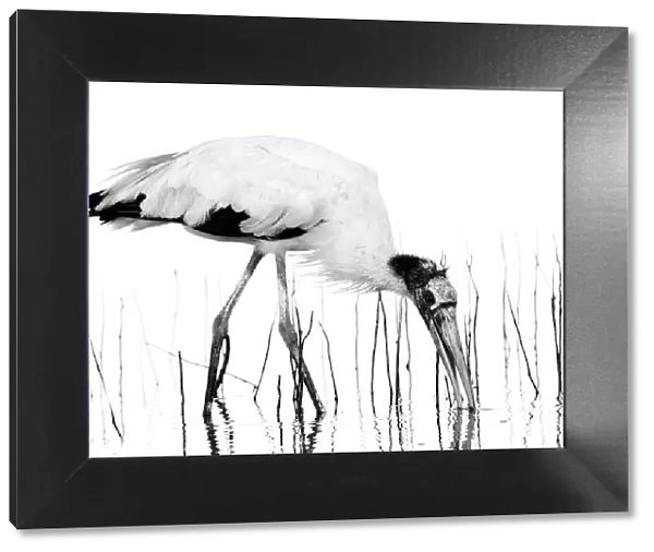 Dramatic Black and White Wood Stork and Reeds