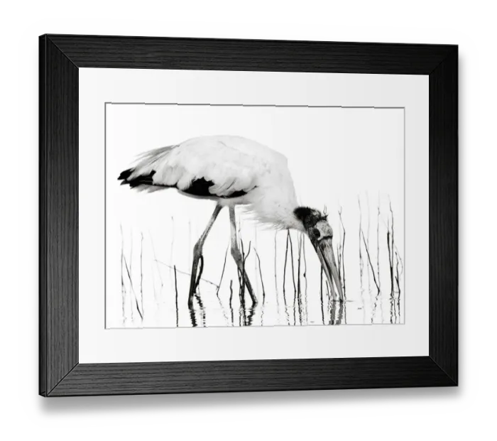 Framed Print : Dramatic Black and White Wood Stork and Reeds Framed Print : Dramatic Black and White Wood Stork and Reeds