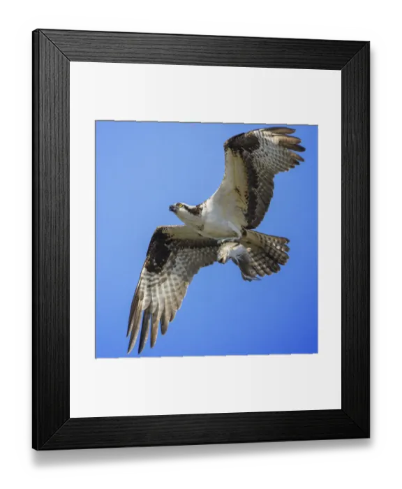 Framed Print : Full Frame View of Osprey in Flight With Fish at Belmont Lake State Park Framed Print : Full Frame View of Osprey in Flight With Fish at Belmont Lake State Park
