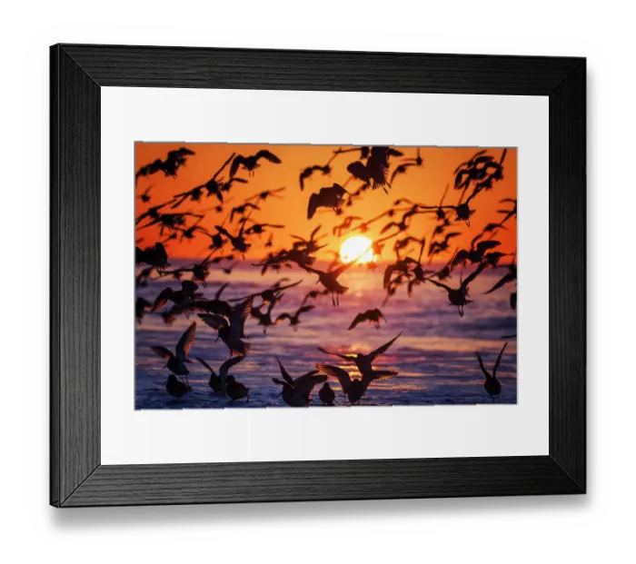 Framed Print : Large Flock of Birds Silhouetted Against Sunrise Framed Print : Large Flock of Birds Silhouetted Against Sunrise