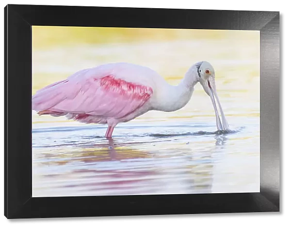 Adorable Roseate Spoonbill Feeding at Fort Myers Beach, Florida