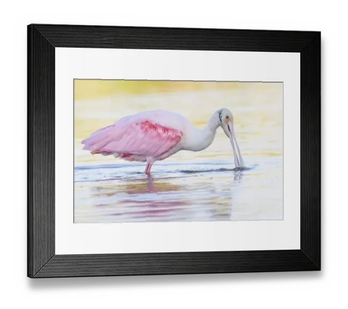 Framed Print : Adorable Roseate Spoonbill Feeding at Fort Myers Beach, Florida Framed Print : Adorable Roseate Spoonbill Feeding at Fort Myers Beach, Florida