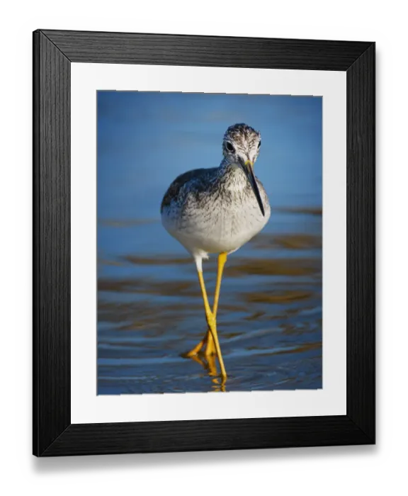 Framed Print : Yellow Legs Walking in Blue Water at Fort Myers Beach, Florida Framed Print : Yellow Legs Walking in Blue Water at Fort Myers Beach, Florida