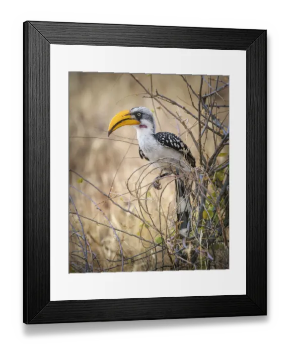 Framed Print : Yellow Billed Hornbill Perched Against Golden Grass of Samburu, Kenya Framed Print : Yellow Billed Hornbill Perched Against Golden Grass of Samburu, Kenya