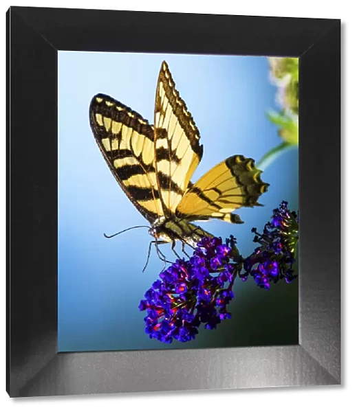 Swallowtail Butterfly on Purple Flower Against Blue Background