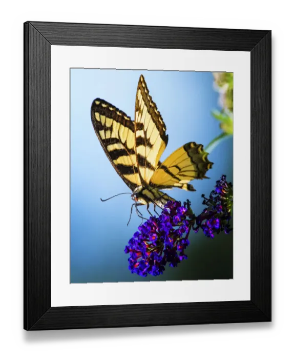 Framed Print : Swallowtail Butterfly on Purple Flower Against Blue Background Framed Print : Swallowtail Butterfly on Purple Flower Against Blue Background