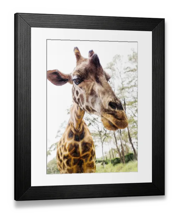 Framed Print : Funny Close Up of Giraffe Leaning In to Camera Framed Print : Funny Close Up of Giraffe Leaning In to Camera