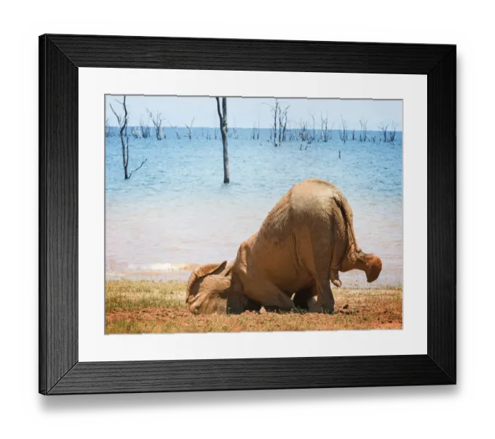 Framed Print : Adorable Elephant Calf Planting Face in Mud at Matusadona National Park, Zimbabwe Framed Print : Adorable Elephant Calf Planting Face in Mud at Matusadona National Park, Zimbabwe