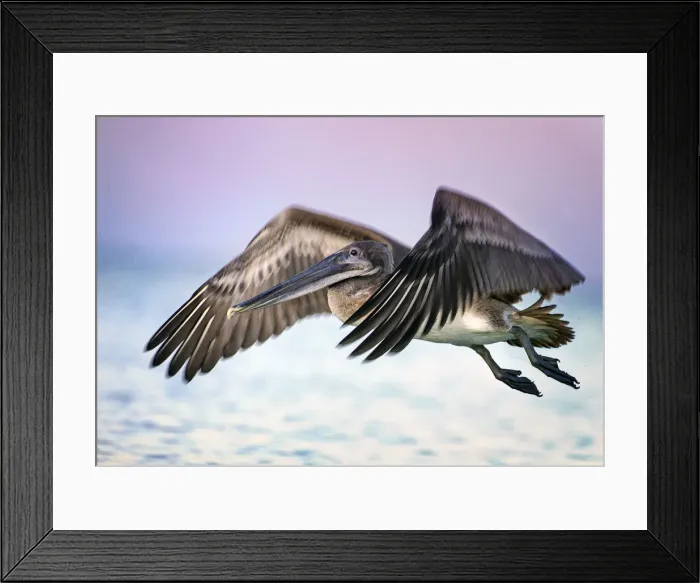 Framed Print : Pelican in Flight Dramatic Pink and Purple Sunrise Colors at Fort Myers Beach