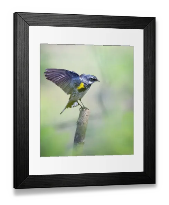 Framed Print : Yellow-Rumped Myrtle'Warbler in Breeding Colors Framed Print : Yellow-Rumped Myrtle'Warbler in Breeding Colors