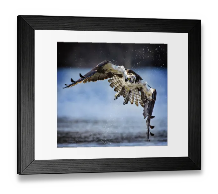 Framed Print : Osprey Flying Toward the Camera in Close Up View at Belmont Lake State Park Framed Print : Osprey Flying Toward the Camera in Close Up View at Belmont Lake State Park