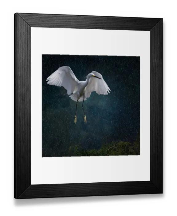 Framed Print : Stormy Snowy Egret