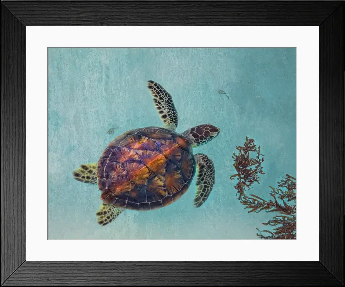 Framed Print : Green Turtle with Sargassum Framed Print : Green Turtle with Sargassum