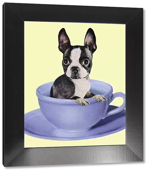 Boston Terrier in a Coffee Cup