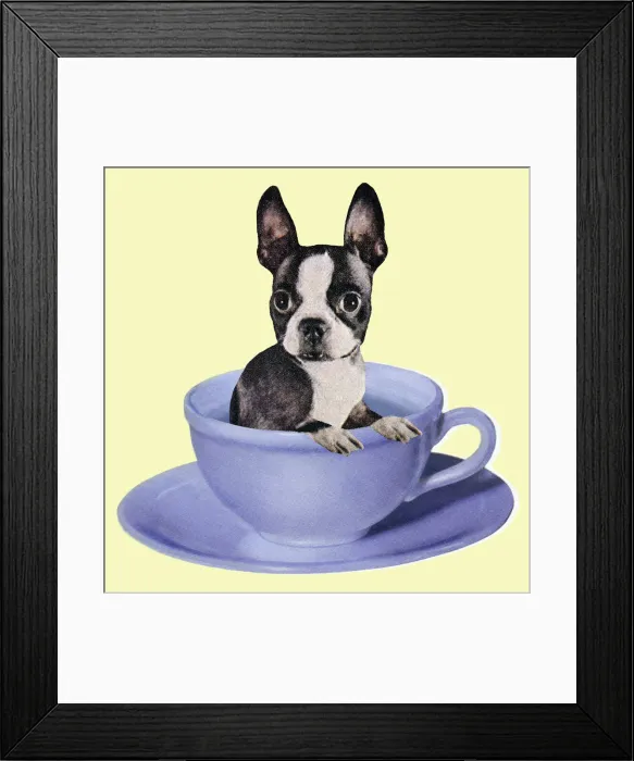 Framed Print : Boston Terrier in a Coffee Cup Framed Print : Boston Terrier in a Coffee Cup