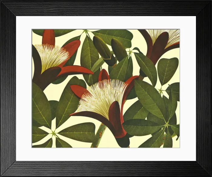 Framed Print : Flowering Plant Framed Print : Flowering Plant
