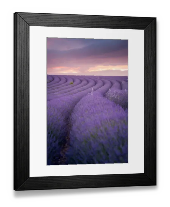 Framed Print : Lavender field Valensole Plateau, full bloom. Provence, Southern France Framed Print : Lavender field Valensole Plateau, full bloom. Provence, Southern France