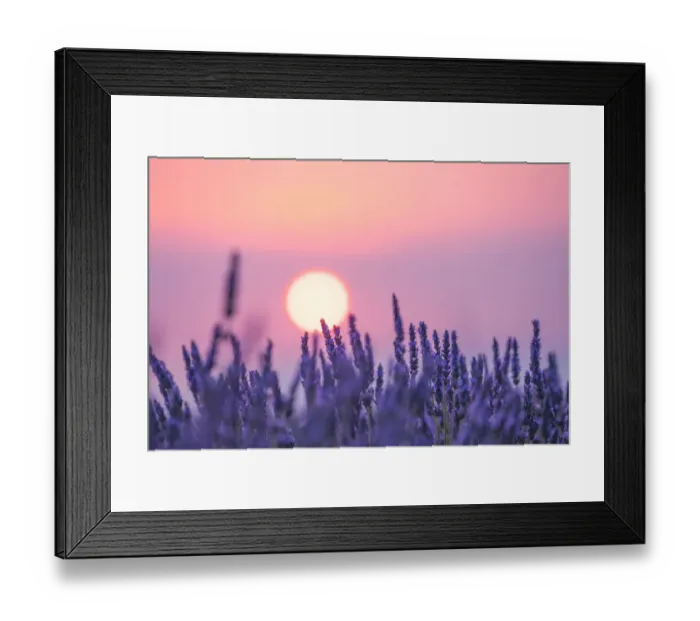 Framed Print : Lavender field Valensole Plateau, full bloom. Provence, Southern France