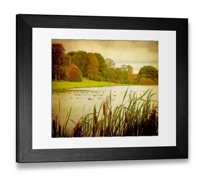 Framed Print : October. Autumn scene with pond and ducks, and bulrushes in foreground Framed Print : October. Autumn scene with pond and ducks, and bulrushes in foreground