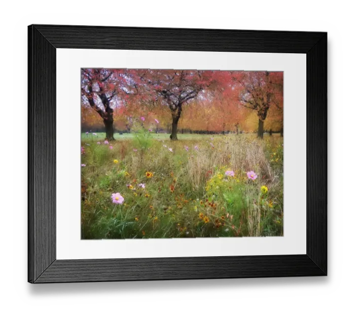 Framed Print : Autumn Meets Summer Framed Print : Autumn Meets Summer