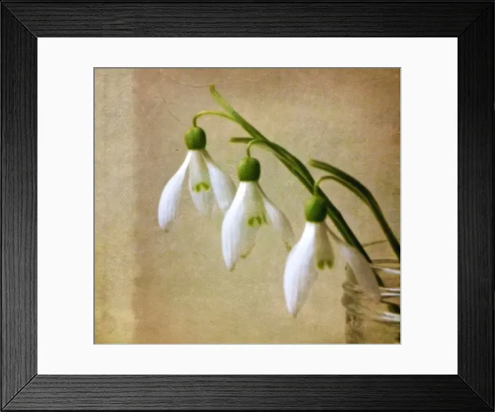 Framed Print : Snowdrops Still Life Framed Print : Snowdrops Still Life