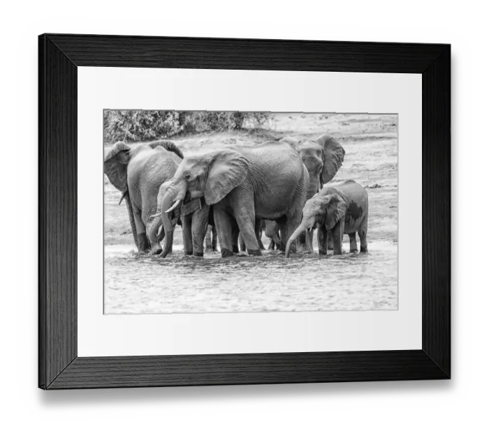 Framed Print : Elephants in black and white Framed Print : Elephants in black and white