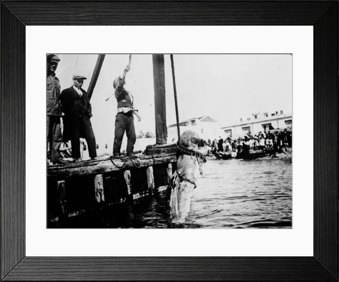 Framed Print : Shark Aboard Framed Print : Shark Aboard