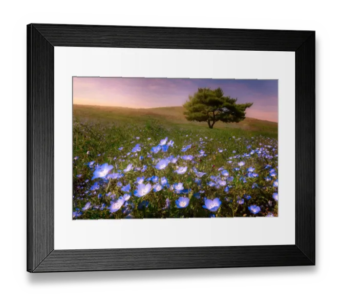 Framed Print : Nemophila field Framed Print : Nemophila field