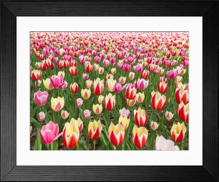 Framed Print : Hitachi seaside Park in Spring time Japan Framed Print : Hitachi seaside Park in Spring time Japan