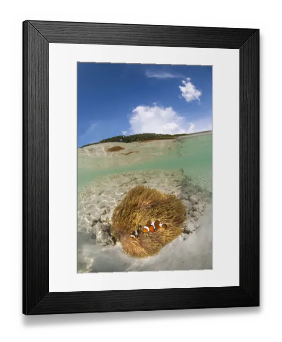 Framed Print : Half submerged view of two clownfishes live with their anemone host Framed Print : Half submerged view of two clownfishes live with their anemone host