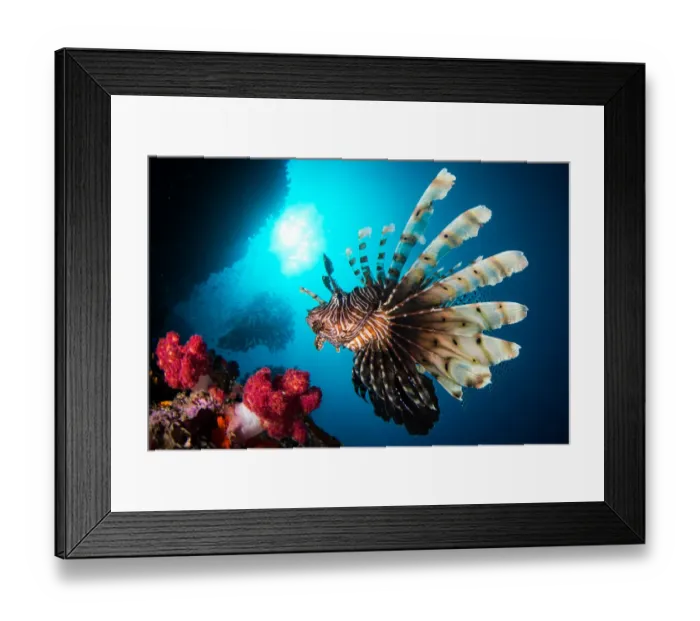 Framed Print : Red Lionfish (Pterois volitans) swims in a reef Framed Print : Red Lionfish (Pterois volitans) swims in a reef