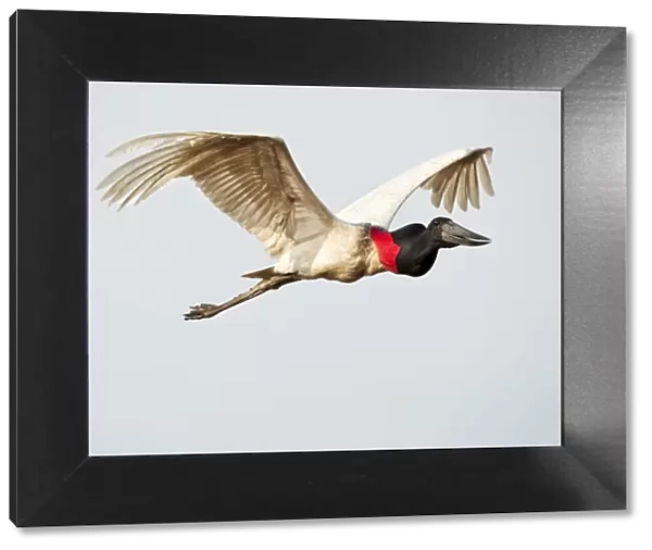 Jabiru Stork (Jabiru mycteria) in flight, Pousada Rio Claro Lodge