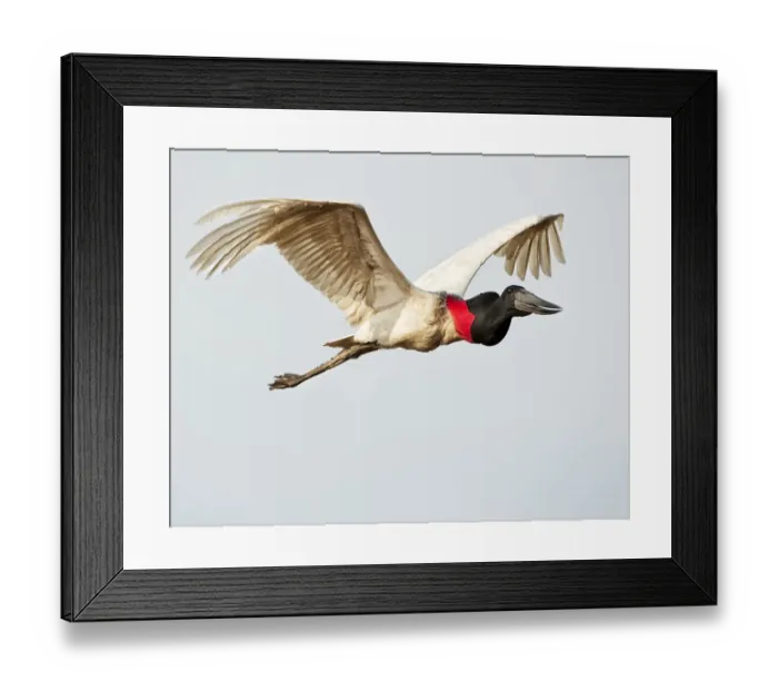 Framed Print : Jabiru Stork (Jabiru mycteria) in flight, Pousada Rio Claro Lodge