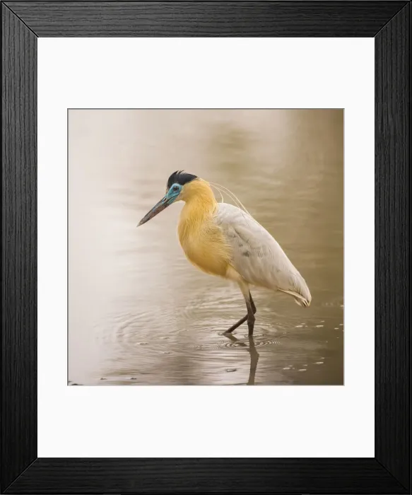Framed Print : Whistling Heron (Syrigma sibilatrix), Pantanal Framed Print : Whistling Heron (Syrigma sibilatrix), Pantanal