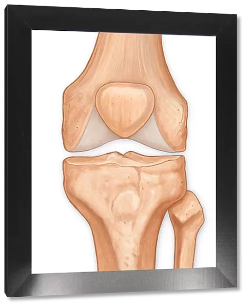 Illustration of the anterior knee, articular surface
