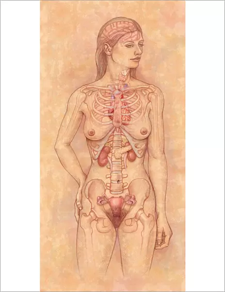 Front view of the female anatomy hilighting the endocrine system
