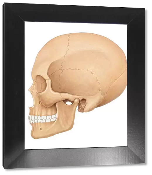 Normal lateral view of an adult skull